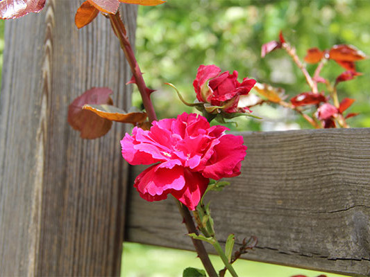 Nahaufnahme einer roten Blume