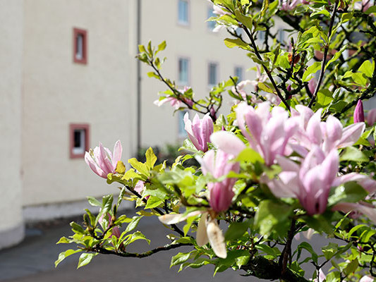 Eine Nahaufnahme von Bl&uuml;ten an Baum&auml;sten